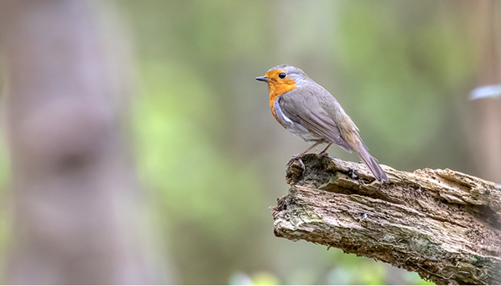 En apprendre plus sur les oiseaux de nos jardins